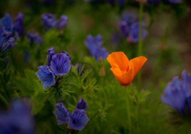 istock Golden poppy in a meadow 1551403879