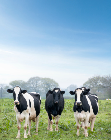 Three Curious Cows In The Countryside