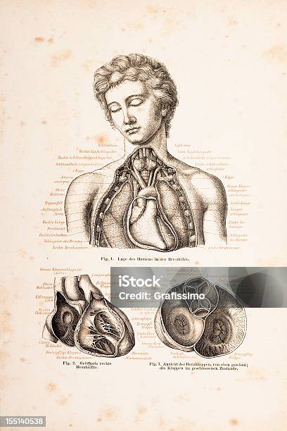 Logoprägung Des Menschliches Herz Auf Junge Mann Von 1878 Stock Vektor Art und mehr Bilder von 18. Jahrhundert