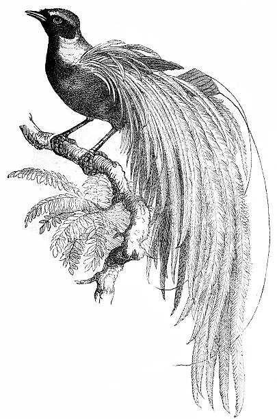 Greater Bird-of-paradise (Paradisaea Apoda) Greater Bird-of-paradise (Paradisaea apoda) bird of paradise bird stock illustrations