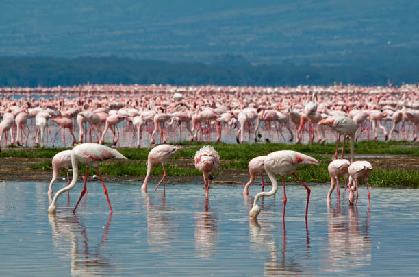 Pink sunset and flamingoes in the lake water\n Kenya Nakuru national park, Africa