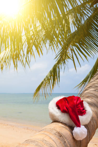 Santa hat sitting on a palm tree stock photo