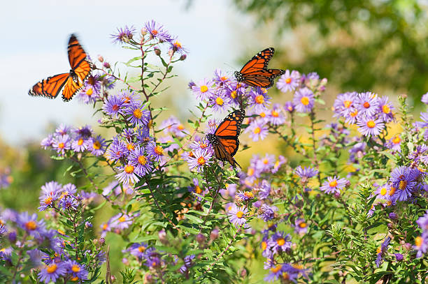 Several monarch butterflies feeding on wild asters in the early autumn.