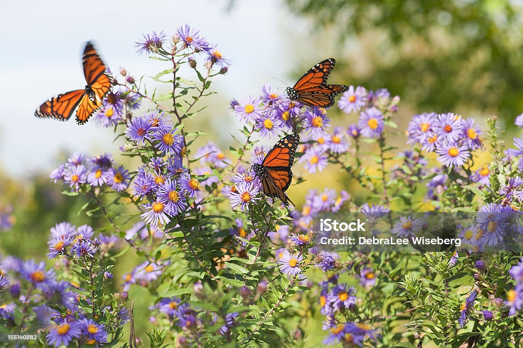 Close-up Monarch butterflies resting on flowers Several monarch butterflies feeding on wild asters in the early autumn. Butterfly - Insect Stock Photo