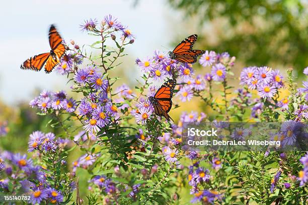 Closeup Monarch Butterflies Resting On Flowers Stock Photo - Download Image Now - Butterfly - Insect, Monarch Butterfly, Flower