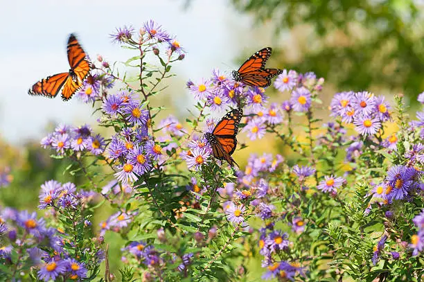 Several monarch butterflies feeding on wild asters in the early autumn.