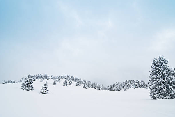 Winter Landscape with Snow and Coniferous Trees stock photo