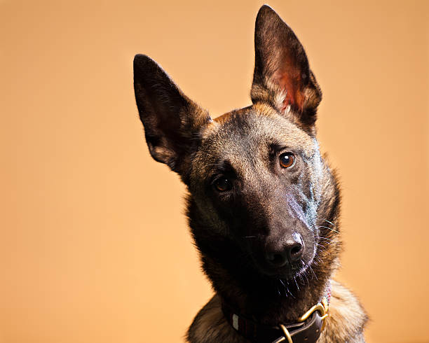 Pastore belga Malinois testa scatto - foto stock