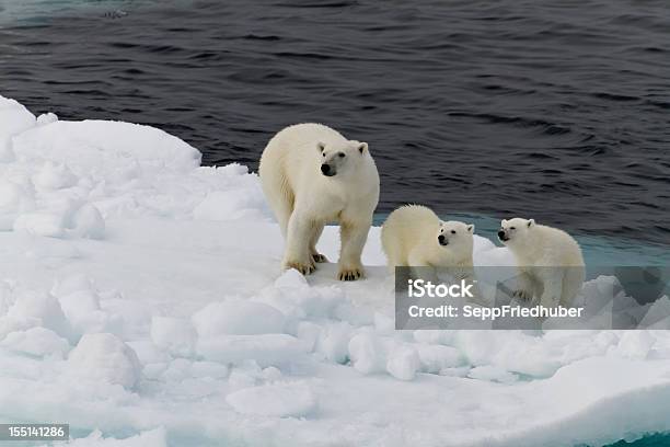 Two Polar Bears On A Small Ice Floe Stock Photo - Download Image Now - Animal Wildlife, Polar Bear, Animal