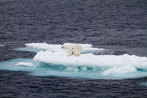 due orsi polari su un piccolo ghiaccio galleggiante - polar bear arctic global warming ice foto e immagini stock