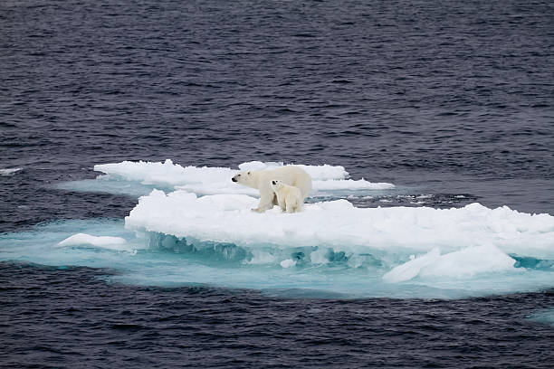 두 극지 연구의 작은 빙판 플로 - polar bear arctic global warming ice 뉴스 사진 이미지
