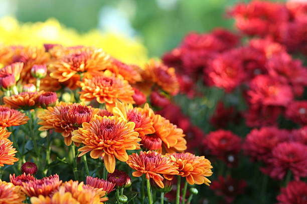 naturaleza: crisantemo - chrysanthemum fotografías e imágenes de stock