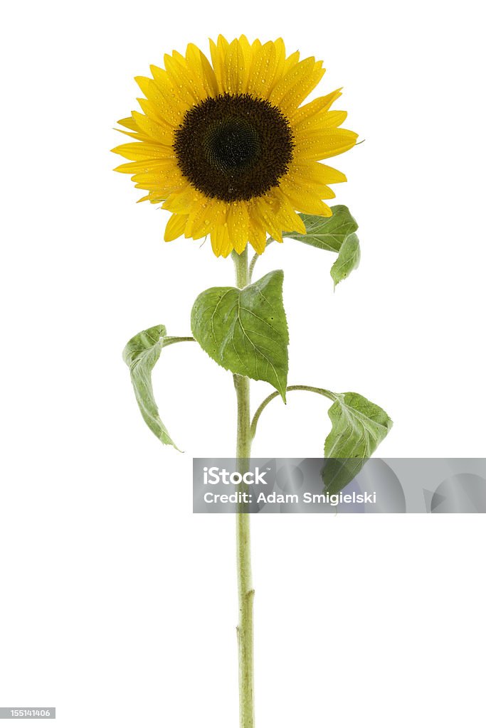 Girasole di bagnato - Foto stock royalty-free di Girasole