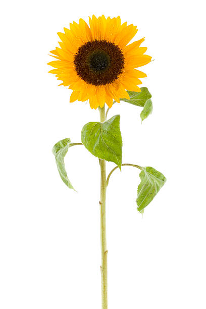 Photo of wet sunflower isolated on white