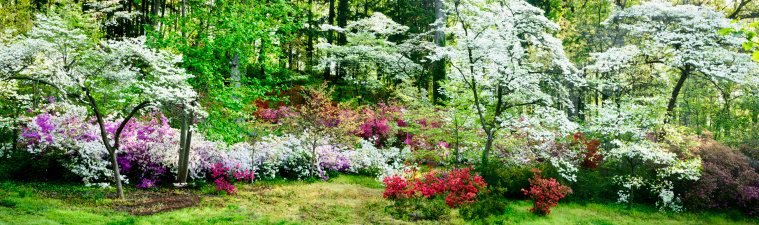 Colorful azalea garden and flowering dogwoods next to the woods in early spring.  A panorama of a hillside covered with colorful azaleas.