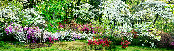 Colorful azalea garden and flowering dogwoods Colorful azalea garden and flowering dogwoods next to the woods in early spring.  A panorama of a hillside covered with colorful azaleas. dogwood trees stock pictures, royalty-free photos & images