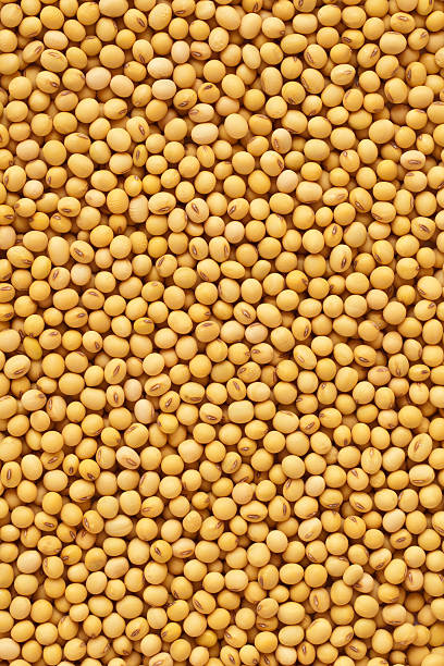 Soybean stock photo