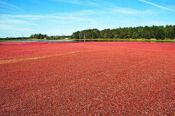 istock Sea of Red 155141605