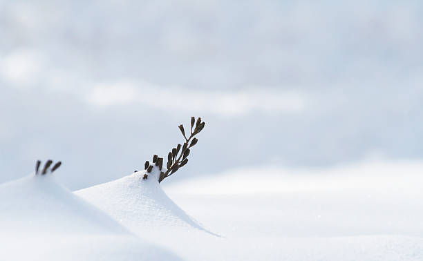 Heavy Snow Drifts Surrounding Shrub Branches