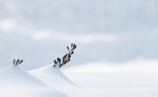 Small branches at the top of a shrub poke through heavy winter snow drifts after a major storm.