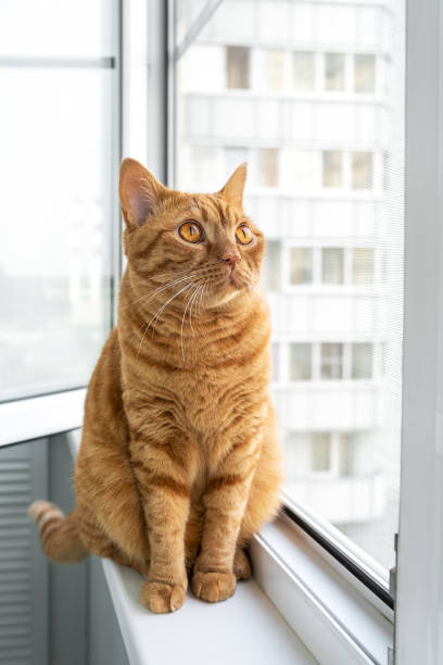 istock Large adult cute ginger cat sitting on windowsill 1551418631