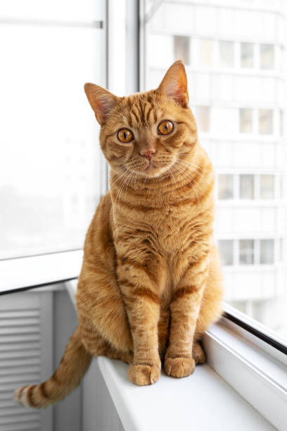 istock Large adult cute ginger cat sitting on windowsill 1551418634