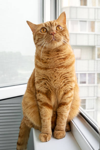 istock Large adult cute ginger cat sitting on windowsill 1551418639