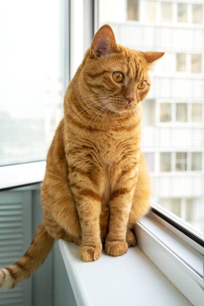 istock Large adult cute ginger cat sitting on windowsill 1551418640