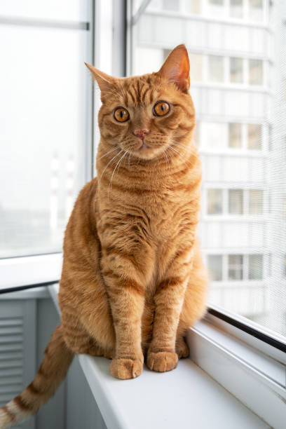 istock Large adult cute ginger cat sitting on windowsill 1551418642