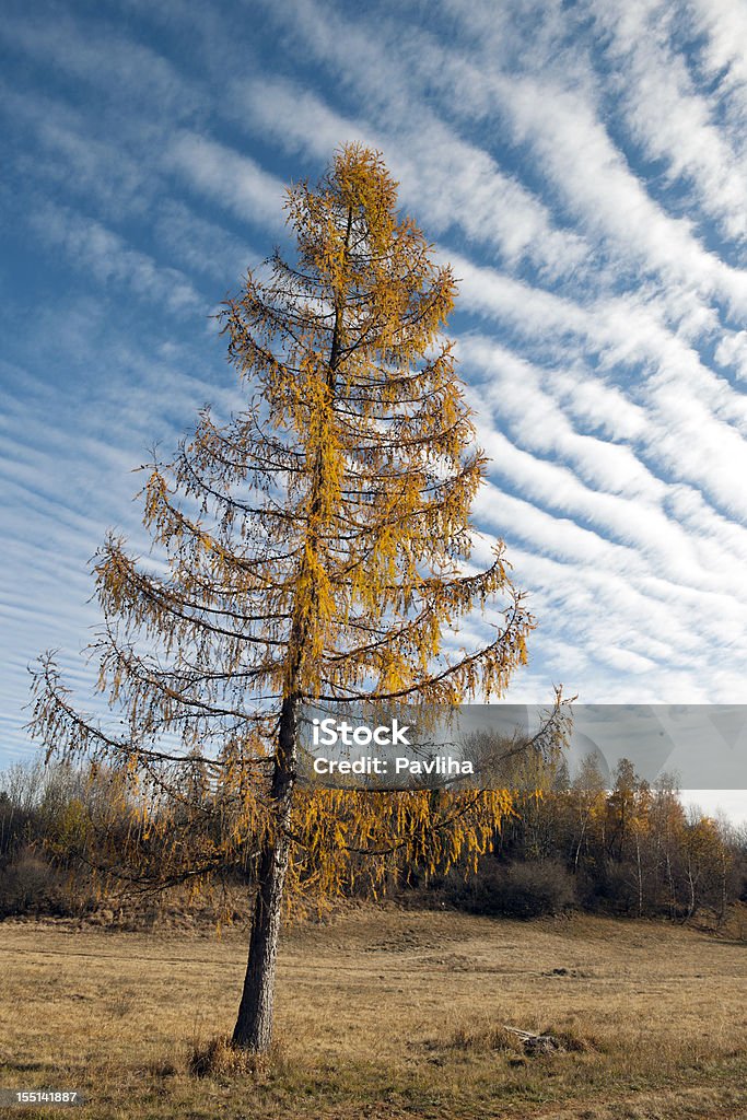 Engraçado outonal Larch contra o céu listrado - Foto de stock de Alpes Julian royalty-free