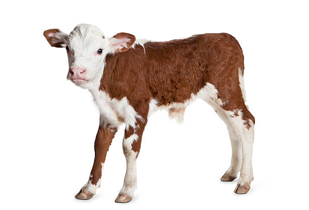 Brown and white Hereford calf on a white background Brown and white spotted Hereford calf looks warily  at the camera. Large extended ears, wide set dark eyes and a youthful pink nose and mouth make this crabby cow look cute. Calf stock pictures, royalty-free photos & images