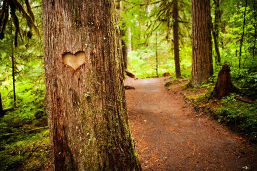 Wooden heart hanging in front of a tree.