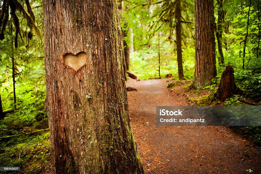 Heartstrings Tree Path Heart Shape Carved Into A Tree Along A Forest Path Stock Photo ...