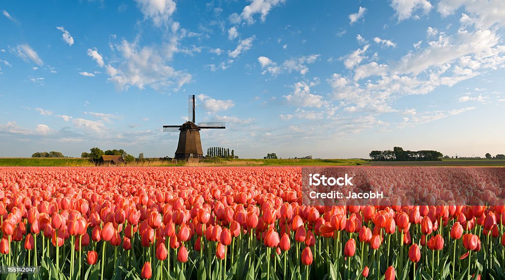 Primavera na Holanda - Foto de stock de Agricultura royalty-free