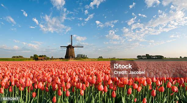 Foto de Primavera Na Holanda e mais fotos de stock de Agricultura - Agricultura, Ajardinado, Azul