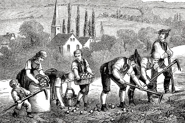 illustrations, cliparts, dessins animés et icônes de objet gravé agriculteurs cueillette des pommes de terre champ 1835 - style du xviiième siècle