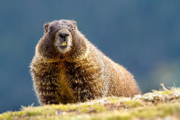 yellow-bellied marmot, marmota flaviventris - groundhog zdjęcia i obrazy z banku zdjęć