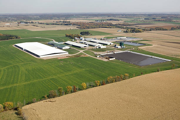 Large Modern Dairy Farm Operation Fall Aerial This is a very large modern Wisconsin dairy operation which houses thousands of cows. In the foreground is a fall corn field with a line of trees. The farm is surrounded with late season hay, middle right are two manure pits. The buildings include four barns connected to a green roof milking parlor. The background includes additional, buildings, fields and trees which meet a hazy horizon. A number of tractors, vehicles and implements are throughout the image. Shot from the open window of a small airplane. http://www.banksphotos.com/LightboxBanners/AgFarming.jpg http://www.banksphotos.com/LightboxBanners/Aerial.jpg dairy farm stock pictures, royalty-free photos & images