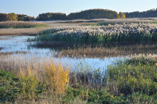 Bombay Hook National Wildlife Refuge, Smyrna, Delaware, USA