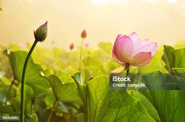 Beauty In Nature Stock Photo - Download Image Now - Lotus Water Lily, Beauty In Nature, Blossom