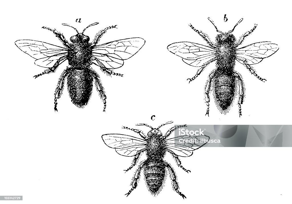 Miel abeille européenne (API Mellifera - Illustration de Image en noir et blanc libre de droits