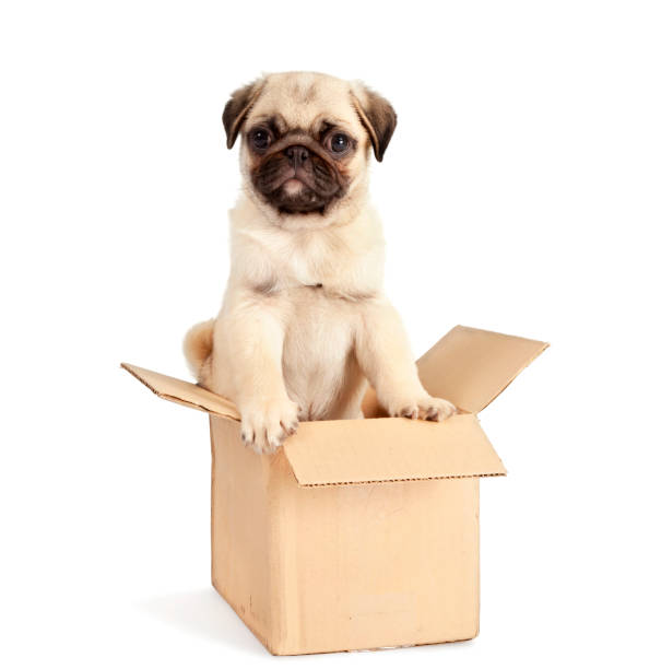 Pug Puppy in Cardboard Box (Moving Time!) 8 week old purebred pug puppy standing in a small cardboard box. Ready to move. Christmas or birthday present. box of puppies stock pictures, royalty-free photos & images