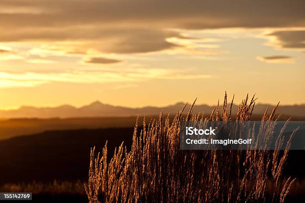 Photo libre de droit de Herbe Œuvre Dans Les Montagnes Rocheuses banque d'images et plus d'images libres de droit de Calgary - Calgary, Alberta, Montagne