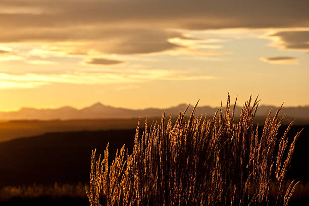 Mountain Grass Backlit in the Rockies