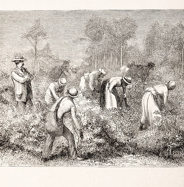 African slaves harvesting cotton 1875 http://farm6.static.flickr.com/5061/5610114950_0474810373.jpg slave plantation stock illustrations