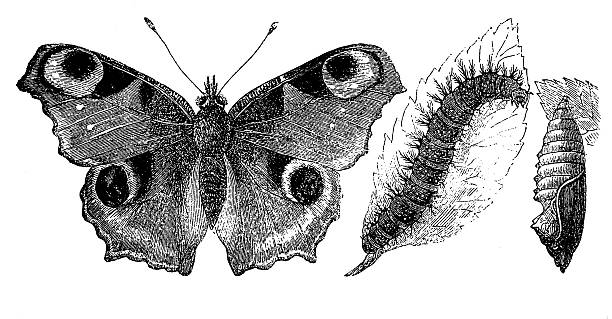 European Peacock (Inachis Io)  admiral butterfly stock illustrations