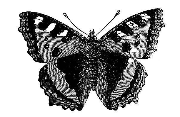 Small Tortoiseshell (Aglais Urticae) Small Tortoiseshell (Aglais Urticae)  admiral butterfly stock illustrations