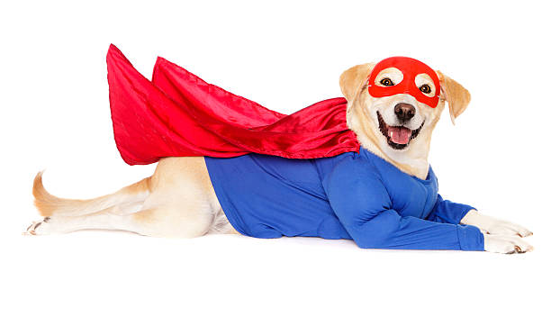 perro superhéroe - ropa para mascotas fotografías e imágenes de stock