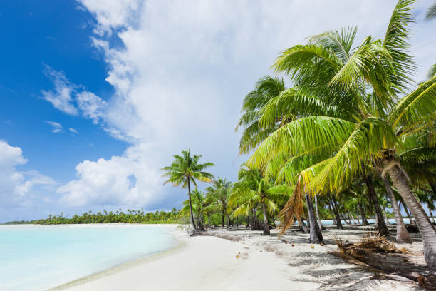 istock Dream Beach Bora-Bora Coconut Palm Trees French Polynesia 155143143