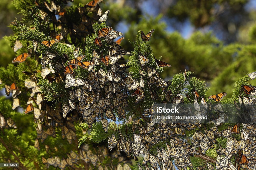 Close-up of Monarch Butterflies on Branch Monarch butterflies (Danaus plexippus) resting on a tree branch in their winter nesting area. California Stock Photo